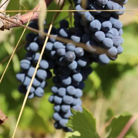 Podere Giglio Farm stay *